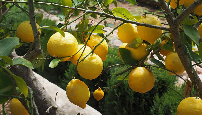 Una imagen de un limonero
